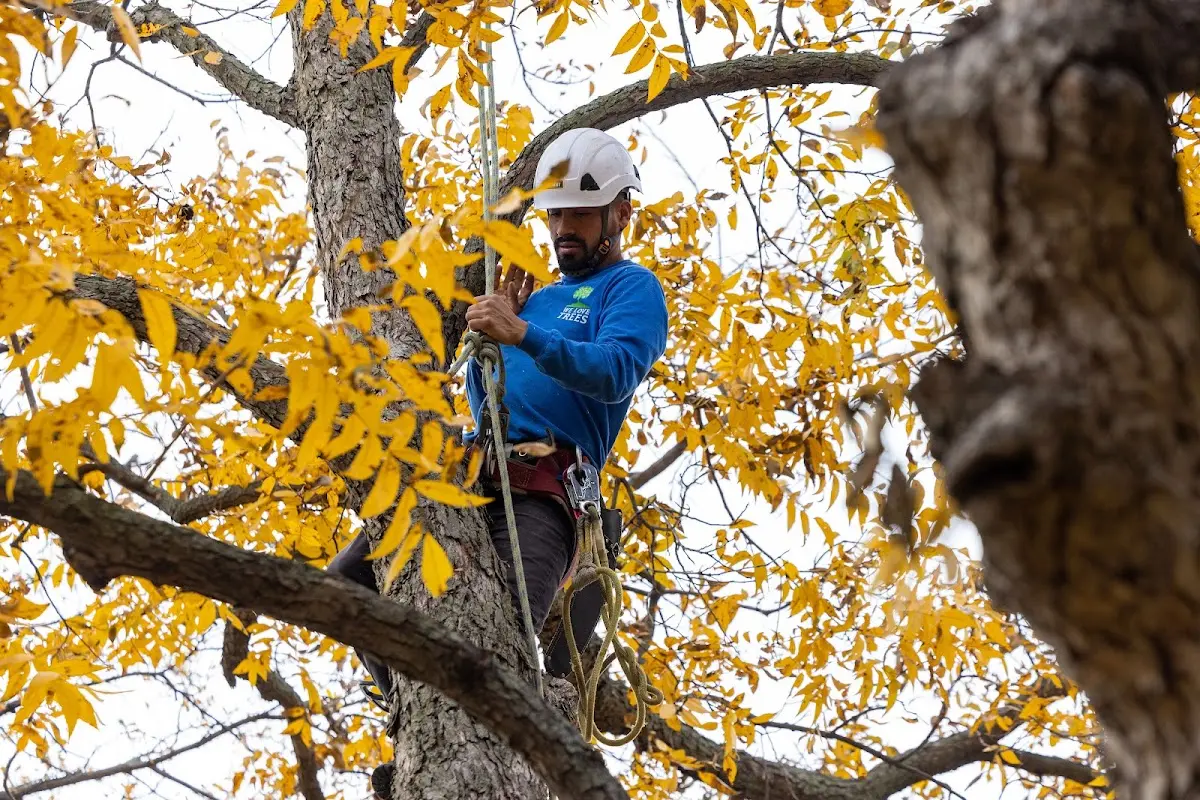 Skilled Tree Transplanting crew working in Springville